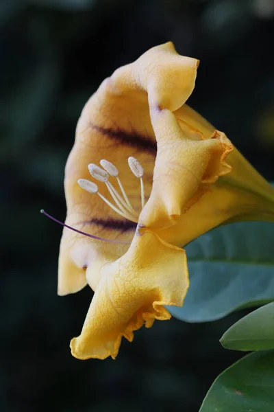 Gran Flor Amarilla Solandra Máxima Lirio Hawaiano Israel —  Fotos de Stock