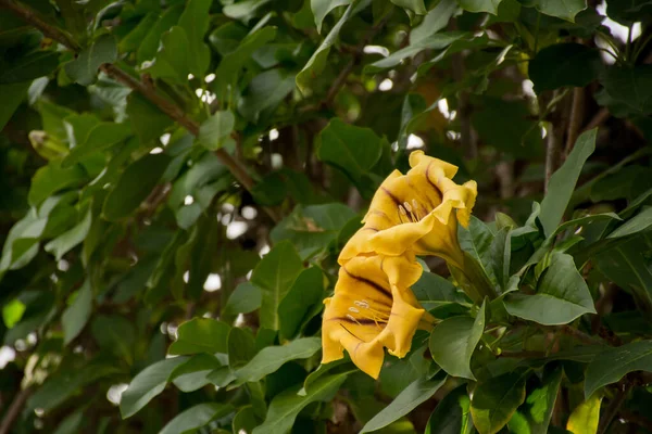 Srail Solandra Maxima Hawaii Zambağı Çiçekleri — Stok fotoğraf