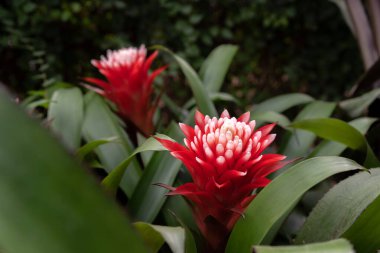 İsrail 'deki güzel kırmızı ve beyaz Aechmea Bromeliad çiçeklerini kapatın.