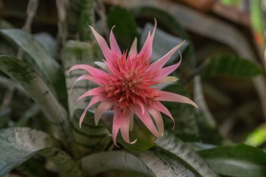 Güzel pembe Aechmea fasciata Bromeliad çiçekleri İsrail 'de açık yeşil dikenli yapraklarla