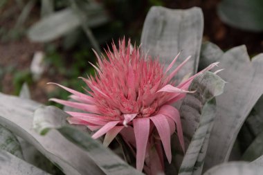 Güzel pembe Aechmea fasciata Bromeliad çiçekleri İsrail 'de açık yeşil dikenli yapraklarla