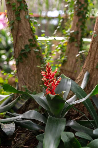 Srail Deki Güzel Kırmızı Beyaz Aechmea Bromeliad Çiçeklerini Kapatın — Stok fotoğraf