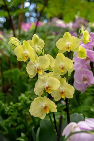 Hermosas Orquídeas Amarillas Con Fondo Colorido Borroso Natural Israel — Foto de Stock