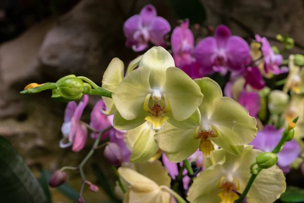 Srail Doğal Olarak Bulanık Arkaplanı Olan Güzel Sarı Orkideler — Stok fotoğraf