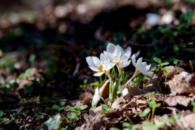 Delicate white and yellow winter Crocus in the woodlands in Israel