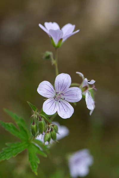 Small Flowers Light Purple Wild Geranium Growing Israel — Photo