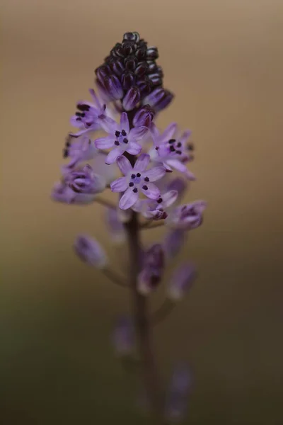 Autumn Squill Prospero Autumnale Delicate Purple Flower Usually First Flower — Stock Photo, Image