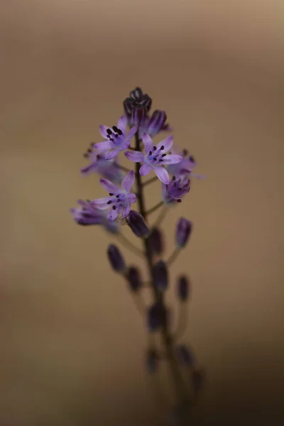 Otoño Squill Próspero Otoñal Delicada Flor Púrpura Que Suele Ser —  Fotos de Stock