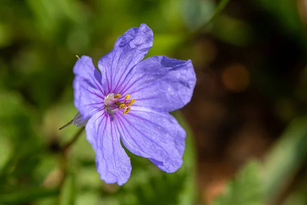 Kleine Lila Wildblume Erodium Gruinum Langschnabel Storchenschnabel Israel Gefunden — Stockfoto