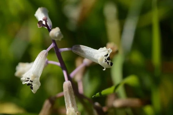 Pequeña Flor Silvestre Blanca Calambre Romano Bellevalia Flexuosa Asparagaceae Creciendo — Foto de Stock