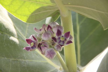 Sodom apple, Calotropis procera flowering plant found near the Dead Sea in Israel from the milkweed family.