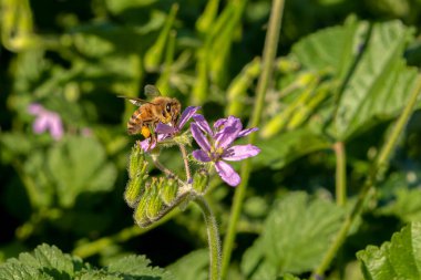 Close up of pink delicate wildflower Silene and honey bee, Campion, Catchfly  growing in Israel
