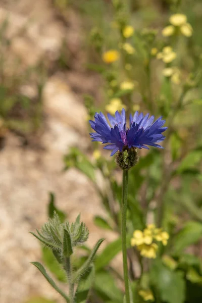 Bright Blue Wildflower Centaurea Cyanoides Syrian Cornflower Growing Israel — Foto Stock