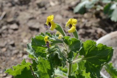 Interesting yellow wildflower Hyoscyamus aureus, golden Henbane, growing in Israel
