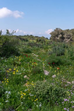 Flowering meadow in early Spring on the Gilboa Mountain in rural Israel 
