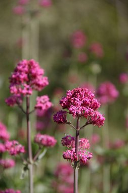 Dark pink wildflower Centranthus ruber, also called Valerian, Jupiter's Beard, Kiss Me Quick, Fox's Brush, growing in rural Italy
