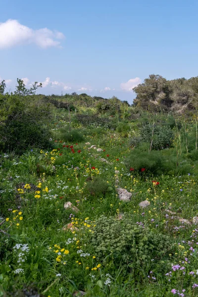 Flowering Meadow Early Spring Gilboa Mountain Rural Israel — стоковое фото