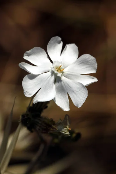 Close White Delicate Wildflower Silene Campion Catchfly Growing Italy — Photo