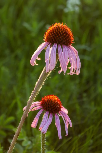 Beautiful Wild Pink Coneflowers Echinacea Evening Sun Rural Minnesota Usa — Foto Stock