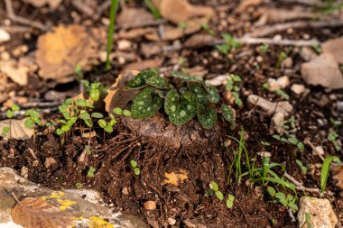 Small Cyclamen plant growing in a crevice where the bulb is exposed and not under the ground. They grow wild on a wooded slope in Kiryat Tivon Israel. It is the symbol of the town.