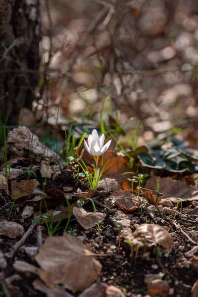 Délicat Hiver Blanc Jaune Crocus Dans Les Bois Près Kiryat — Photo