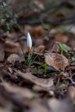 Delicate white and yellow winter Crocus in the woodlands near Kiryat Tivon in Israel