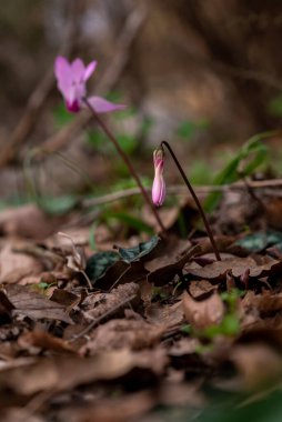 Kiryat Tivon Israel 'de ağaçlık bir yamaçta yetişen hassas pembe siklamenler. Kasabanın sembolü..