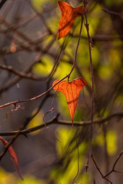Backlit brown heart shaped leaf of a wild vine growing in Israel.