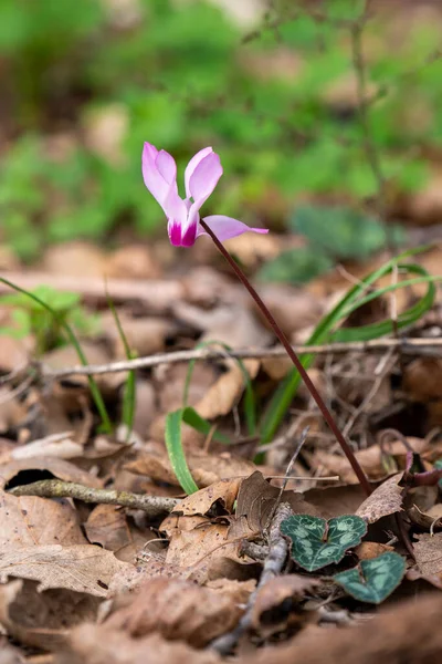 Cyclamens Roses Délicats Poussant État Sauvage Sur Une Pente Boisée — Photo