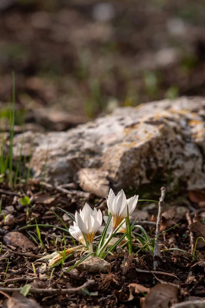 Délicat Hiver Blanc Jaune Crocus Dans Les Bois Près Kiryat — Photo