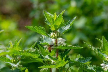 White Dead Nettle 'da bal arısı, Lamium albümü Kuzey İsrail' de Kiryat Tivon yakınlarında yetişiyor.