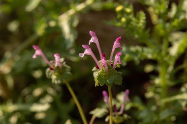 Lamium amplexicaule 'un küçük pembe çiçeğine yakın, yaygın olarak ölü-ısırgan tavuğu, yaygın tavşan, ya da daha büyük tavuk olarak bilinir., 