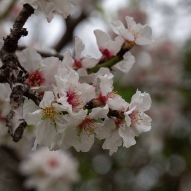 Güzel, narin, beyaz ve pembe Kuzey İsrail 'de Badem çiçekleri