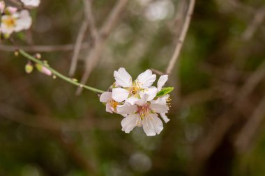 Güzel, narin, beyaz ve pembe Kuzey İsrail 'de Badem çiçekleri