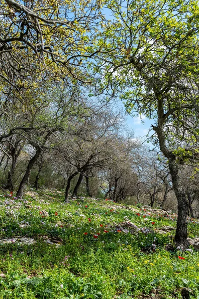 Leśne Zbocze Mnóstwem Dzikich Kwiatów Tym Cyklamenów Anemonów Asfaltów Północnym — Zdjęcie stockowe