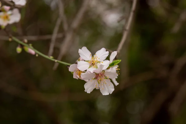 Güzel Narin Beyaz Pembe Kuzey Srail Badem Çiçekleri — Stok fotoğraf