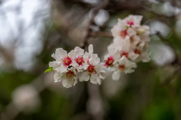 Bonito Delicado Branco Rosa Início Primavera Flores Amêndoa Norte Israel — Fotografia de Stock