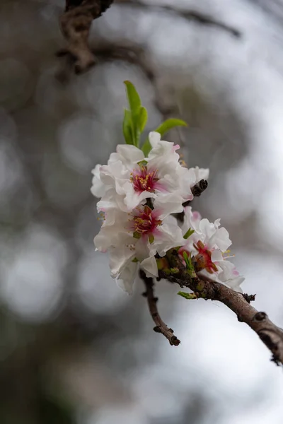 Beautiful Delicate White Pink Early Spring Almond Blossoms Northern Israel — Stock Photo, Image