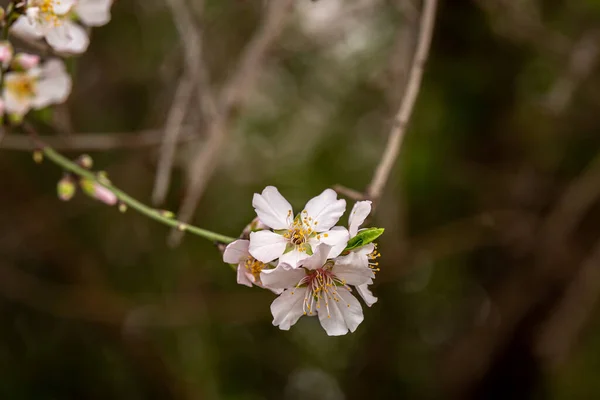 Красивые Нежные Белые Розовые Ранней Весной Миндаль Цветет Северном Израиле — стоковое фото