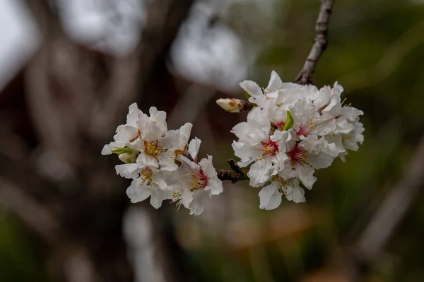 Güzel Narin Beyaz Pembe Kuzey Srail Badem Çiçekleri — Stok fotoğraf