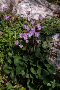 Kiryat Tivon Israel 'de ağaçlık bir yamaçta yetişen hassas pembe siklamenler. Kasabanın sembolü..