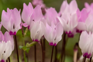Kiryat Tivon Israel 'de ağaçlık bir yamaçta yetişen hassas pembe siklamenler. Kasabanın sembolü..