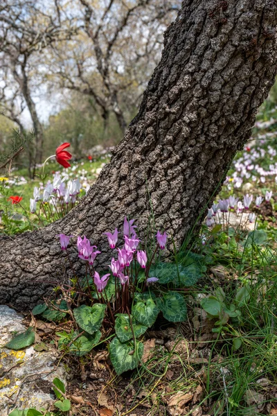 Cyclamens Roses Délicats Poussant État Sauvage Sur Une Pente Boisée — Photo