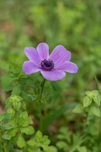 Belles Anémones Violettes Sauvages Poussant Dans Les Zones Boisées Les — Photo