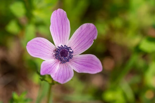 Bellissimi Anemoni Rosa Selvatici Che Crescono Aree Boschive Prati Aperti — Foto Stock