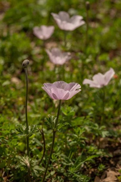 Beautiful Wild Pink Anemones Growing Wooded Areas Open Meadows Israel — Stock Photo, Image