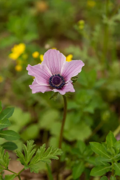 Bellissimi Anemoni Rosa Selvatici Che Crescono Aree Boschive Prati Aperti — Foto Stock