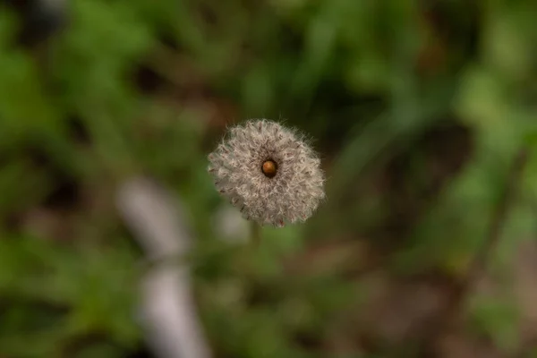 Σπόροι Της Άγριας Anemone Ετοιμάζεται Εξαπλωθεί Από Τον Άνεμο Αυξηθεί — Φωτογραφία Αρχείου