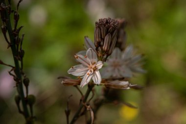 İsrail 'in kuzeyindeki kırsal kesimde vahşi beyaz Asphodel' e yakın.