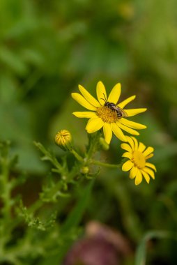 Kuzey İsrail kırsalında vahşi sarı papatyalar.